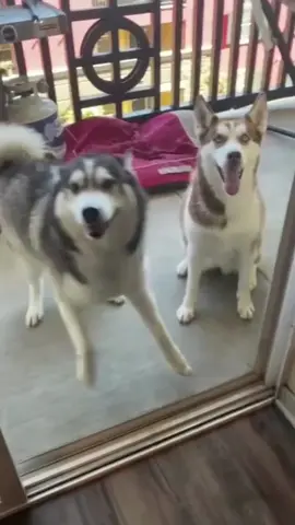 This took me way too long...#cute #comedy #funny #dog #dogsoftiktok 