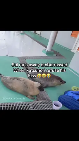 Katsunori 😭😭 Source: Suika_azarashi X/Twitter #fyp #xzyabc #seal #sealsoftiktok #tokkaricenter 