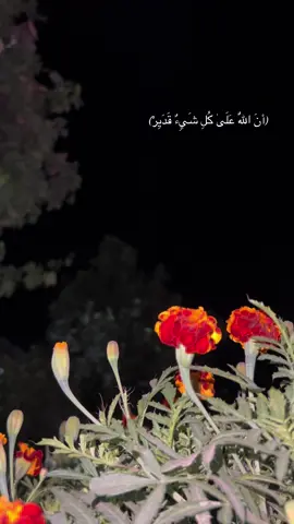 الحمدلله #تصويري📷 #اكسبلور؟ #لايك__explore___ #الموصل_العراق 