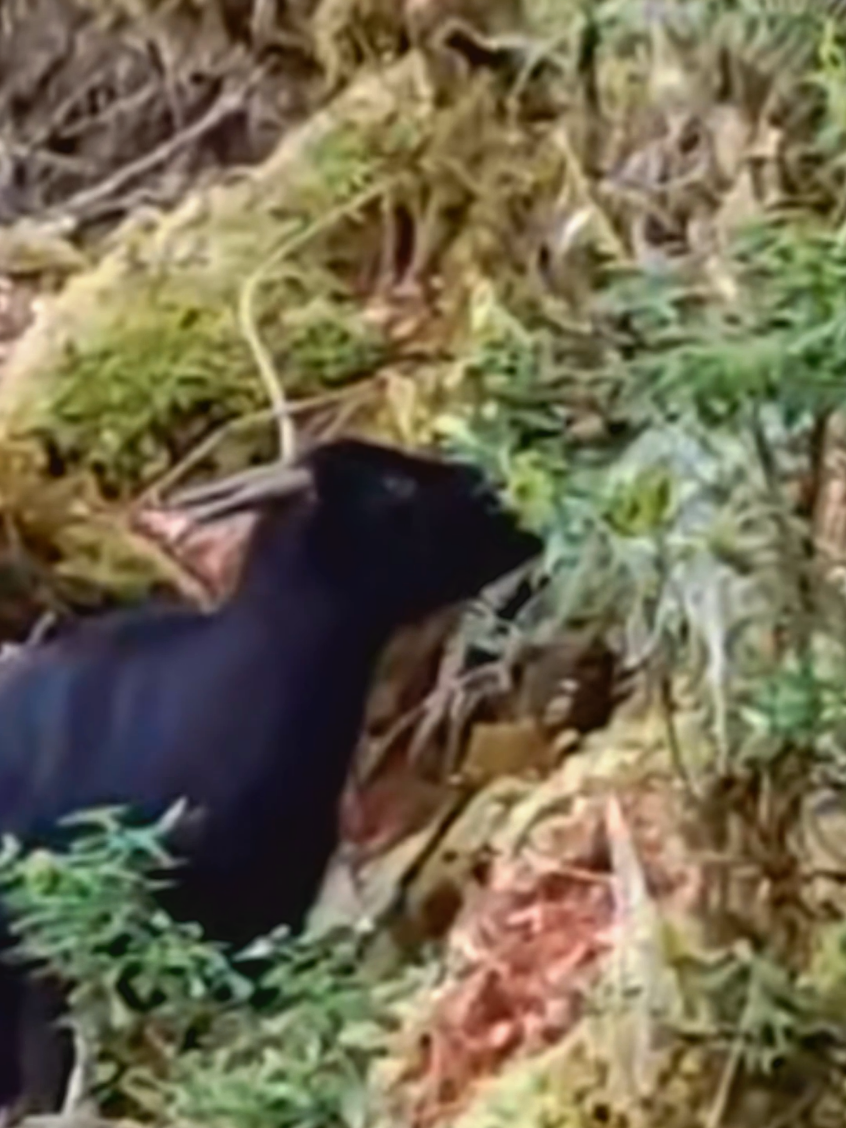 Ketemu Anoa Liar di Hutan Sulawesi! Hewan Langka yang Pemalu #anoa #sulawesi #wildlife #animals #indonesia 