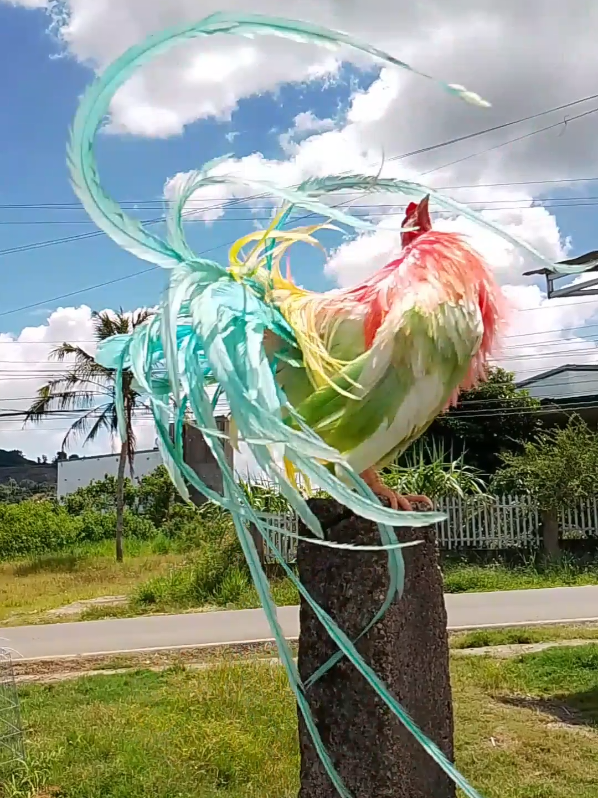 Ae có gà mái màu này không ạ. Giao lưu nhạy cảm tý🤣🤣🤗#gatretanchaukieng #gatre #gacanhdep #gacanh 