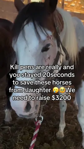 Kill pens are really and you stayed 20seconds to save these horses from slaughter 🥹🥲We need to raise $3200 #horses #horserescue #savehorses #horsesoftiktok #vetbills 