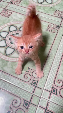 Spicy orange kitten 🤣#orangekitten #orangekitty #spicy #funny #cute #kittensoftiktok #kittenlove 