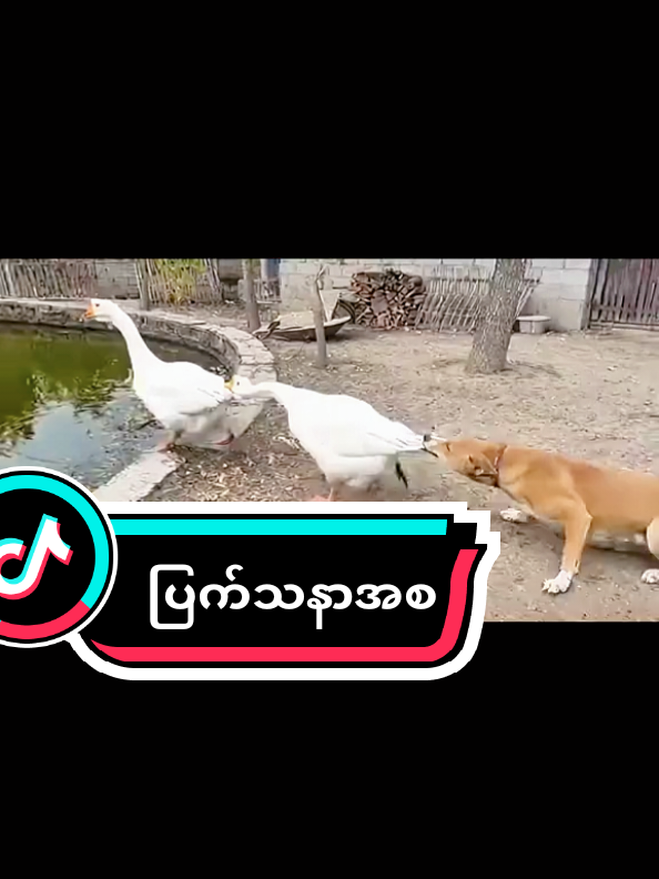 dog #fyppppppppppppppppppppppp #creatorsearchinsights #dog 