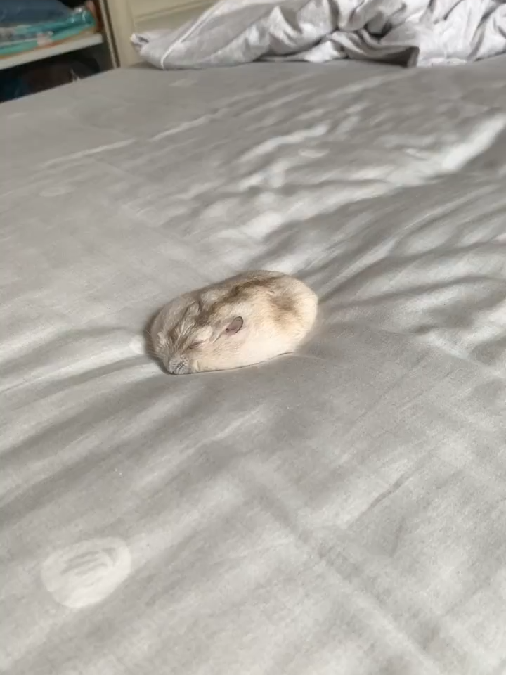 ⚠️ Warning: hamsters may melt while sleeping 😴🐹 #hamster #animals