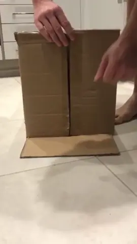 Cat love boxes #foryou #funnytiktok #funny #funnyvideos #tiktok #cat #catsoftiktok #funnycat 