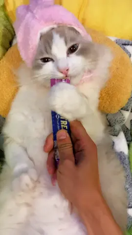 ASMR|Mian dog’s Immersive SPA|Chewing Sounds+Beauty+Eye Treatment. #asmr #cat #spa #catsounds #cutecat 