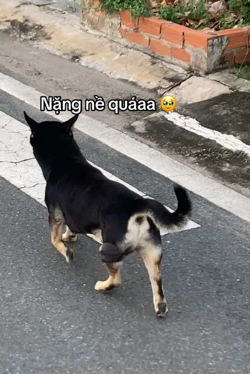 Dế xại quá 🥹