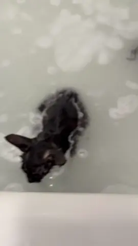 According to incomplete statistics, more than 60% of cats like to take a bath.#catbath #cat #water #catlover #funny catmom 