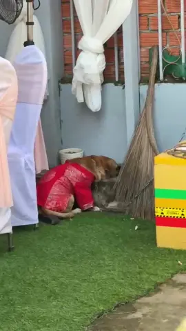 Mình đi lấy chồng không ngờ em ấy khóc nhiều tới vậy, em úp mặt vô tường khóc lúc cô dâu bước lên xe hoa, được mấy bạn thân yêu quay chụp được. Lúc bên nhà trai, chị mình đưa clip cho xem thì khóc ngất vì thấy thương quá😭