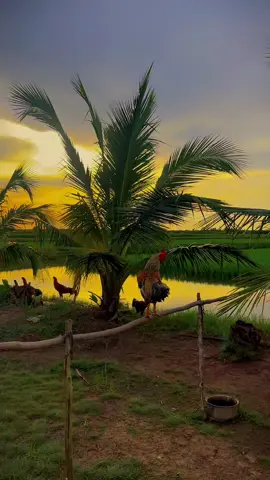 Ơi mấy dậm hò khoang khoang em. Tiển chàng sang sông 🥰❤️#69camau❤️xuhuongtiktok #gà #flypシ #hoànghôn 