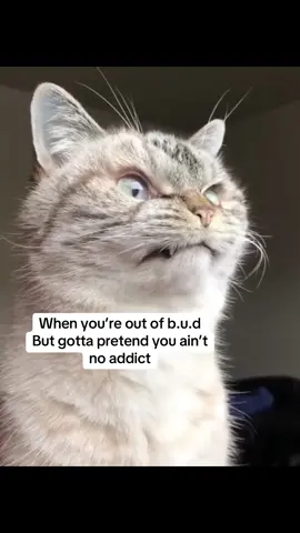 😂😂😂👌 #fyp #CapCut 