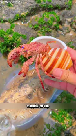 Tiếp Tục Đi Biển Online nào anh em ơi  #xuhuongtiktok #dibienthoi🦀🦀 #bathaisan #dibienonline 