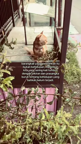 Kucing dapat tumbuh dengan baik dari pola Anda memberi makan kepadanya. Selain itu apabila Anda menghendaki kucingnya gemuk dan sehat perhatikan pula kandungan protein dan nutrisi makanannya ya. Disini ada 10 Tips yang bisa Anda ikuti dalam memberi makan kucing. Anda bisa simak 10 Tips berikut ini : 1. Beri makan kucing secara teratur Waktu makan yang terbaik adalah waktu yang teratur (hari ini dengan hari selanjutnya selalu sama). Anda mungkin bisa mencatat kapan waktu yang biasanya digunakan untuk memberi makan kucing ini. Dengan begini Anda melatih kucing untuk disiplin waktu makan. 2. Lebih baik menggunakan makanan basah atau kering? Sebenarnya keduanya memiliki manfaat yang baik untuk kucing Anda. Makanan basah biasanya bisa dicampur dengan daging fresh yang memiliki kualitas terbaik akan menjadi hidangan utama untuk kucing Anda. Makanan basah ini cocok untuk anak kucing karena kandungan lemak yang cukup tinggi, namun setelah umur kucing bertambah, alangkah baiknya mengurangi porsi lemak dan menggantinya dengan kandungan protein dan kadar serat. Untuk makanan kering biasanya digunakan untuk meminimalkan hairballs dan merawat usus kucing. Komposisi makanan kucing yang bagus adalah perpaduan dari campuran tiga makanan kucing, dimana satu bagian untuk kesehatan usus, satu untuk aroma yang mengundang selera makan kucing dan satu lagi berserat tinggi untuk menghindari hairballs. 3. Kalau memberi makan itu jangan dipaksakan Ini kalau dalam bahasa Jawa sering disebut dengan melolohkan makanan pada kucing. Meskipun Anda ingin mendapatkan kucing yang montok namun perhatikan pola makan teraturnya, jangan berlebihan. Takaran praktis penyajian makanan kucing adalah dalam 1 pon berat badan, Anda membutuhkan satu ons makanan saja pada tahun pertama dan setelahnya akan dikurangi sampai pada angka 0,9 atau 0,8 ons per satu pon berat badan. Jangan menumpukkan lemak pada kucing yang umumnya bersifat pemalas. 4. Anakan kucing susah makan, gimana ya? Jangan khawatir jika hal tersebut terjadi pada anakan kucing. Pada waktu tertentu anakan kucing / kitten memang kadang tidak memiliki nafsu untuk makan, namun pada waktu tertentu dia akan suka makan. Siapkan saja sejumlah makanan dalam mangkok agar jika anakan kucing tersebut lapar, kucing tersebut bisa makan dengan baik. Apabila dalam beberapa hari anakan kucing anda tetap tidak mau makan, jalan terbaik adalah menhubungi dokter hewan terdekat. 5. Gunakan mangkok yang berukuran besar untuk menaruh makanan Kucing biasanya tidak cocok dengan mangkok kecil ataupun kible. Lebih baik menggunakan mangkok yang memiliki diameter yang cukup besar agar kepala kucing bisa masuk untuk memudahkan mengambil makanan dalam mangkok tersebut. 6. Posisikan makanan kucing berada ditengah mangkok Anda mungkin sering menemui bahwa kucing tidak menghabiskan makanannya dan hanya mengambil bagian tengah saja. Perlu Anda ketahui bahwa bagi kucing, makanan yang ada dipinggir tersebut dianggap kosong atau tidak ada. Jadi Anda harus menempatkannya ditengah lagi agar kucing Anda tertarik untuk memakannya. 7. Kucing suka makanan yang beraroma Kucing biasanya hanya makan makanan yang memiliki aroma lezat, jika Anda memberikan terlalu banyak makanan dalam mangkok dan tidak segera habis, kemungkinan besar sisa makanan tersebut tidak akan dimakan lagi oleh kucing Anda. Hal tersebut terjadi karena aroma makanan kucing mulai berkurang. Anda juga harus memperhatikan penyimpanan makanan dryfood agar aromanya tidak hilang dan terjaga kualitasnya. 8. Manfaatkan lagi dryfood yang tidak dimakan oleh kucing Anda Kadang jika Anda terlalu banyak memberikan makanan dalam mangkok, makanan tersebut tidak habis dan Anda bingung kalau harus membuangnya, sayangkan kalau harganya mahal. Untuk mengatasi hal itu Anda bisa menjadikan dryfood tersebut menjadi makanan basah, yaitu dengan merendam dryfood menggunakan air panas agar aroma makanan tersebut tercium kembali oleh kucing. Tunggu hingga suhunya tidak terlalu panas untuk memberikannya pada kucing Anda. 9. Pilihl
