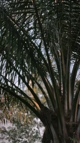 #CapCut #cbrk45r 🚀🚀🚀 #fyppppppppppppppppppppppp 