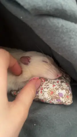 Meine Ratte Cheese Wizard schläft in seinem Tipi 🥹💗 ich störe sie übrigens nicht beim schlafen, sondern sie schlafen hier in meiner Nähe im Zelt und wollen gestreichelt werden bis sie einschlafen. Es gibt im Auslauf noch ganz viele andere Schlafplätze.💗 #petrat #farbratten #cutepet #viralpet #fancyrat 