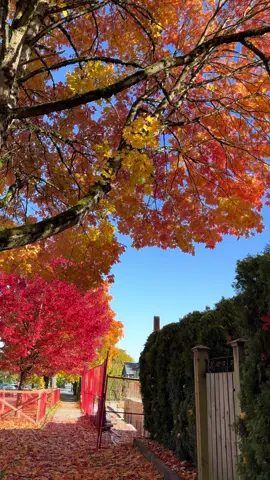 Fall in Canada #fallseason #canada_life🇨🇦 #colors #fall #nature