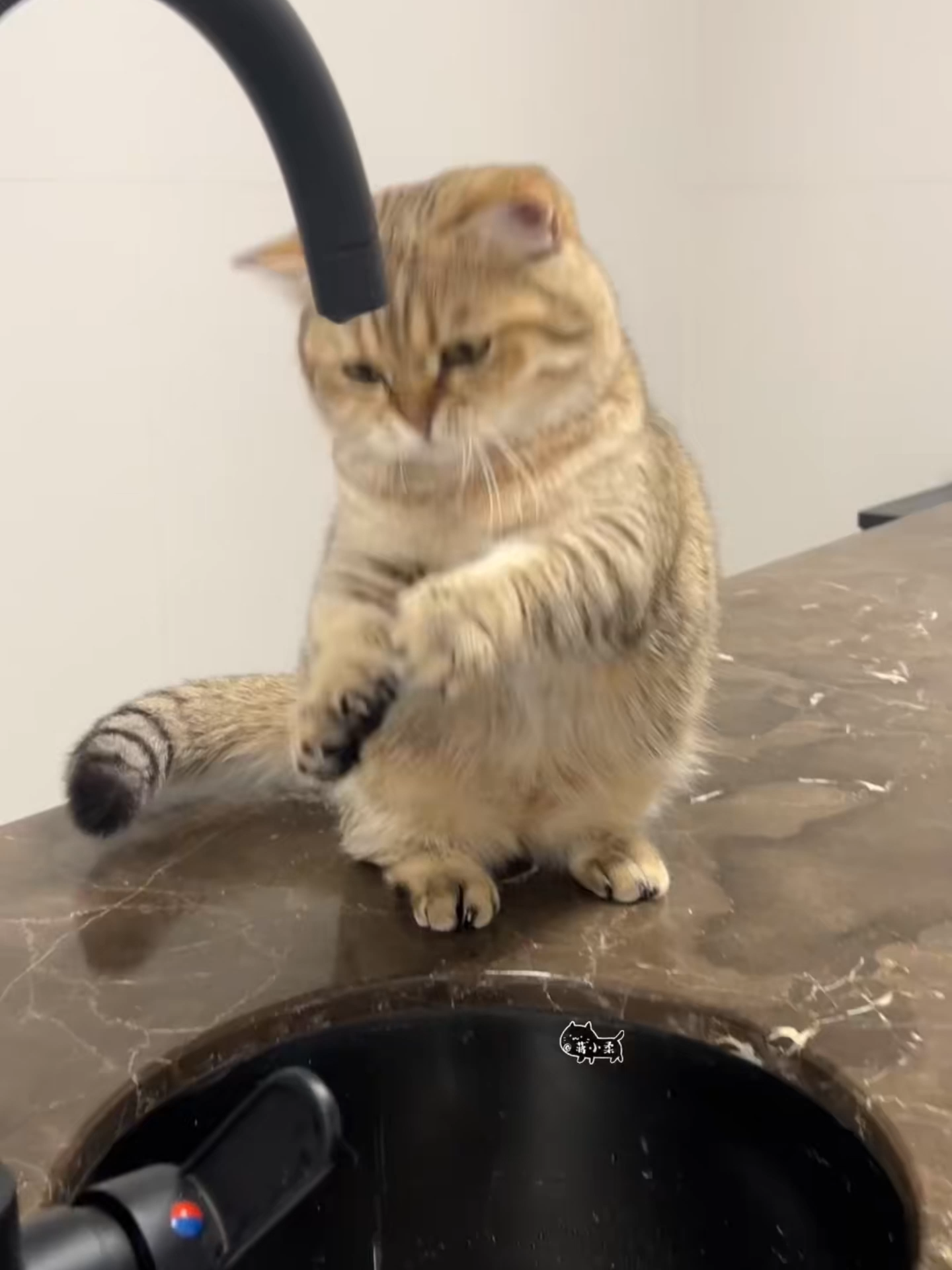 #haihuoc #funnycat #xuhuong #đảomèo #meo #viral