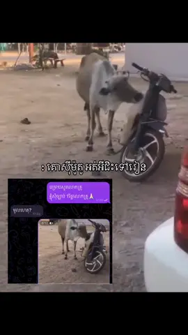 Reason គោសុីម៉ូតូ💔 #fyppppppppppppppppppppppp 