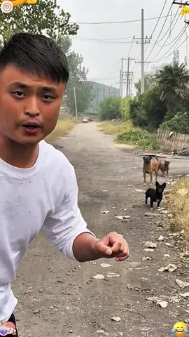 The funniest dog sound pranks on TikTok  #dogsfunnyvideo #dogsoftiktok #funnypranks #dogfunnymoments #funnyprankvideos20251020 