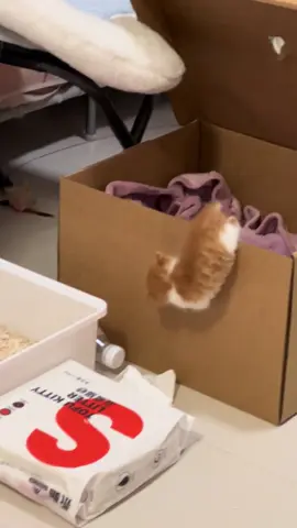 Now she can walk out of her room #catsoftiktok #kitty #fypage #cat 