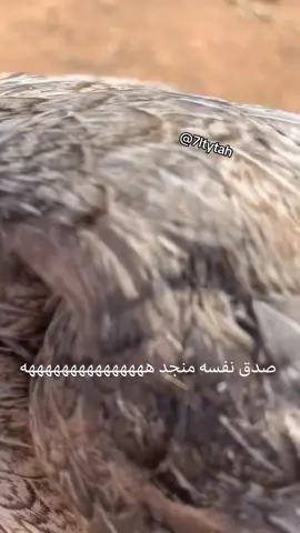 #ميمز #foryou #fyppppppppppppppppppppppp #الشعب_الصيني_ماله_حل😂😂 #viral 