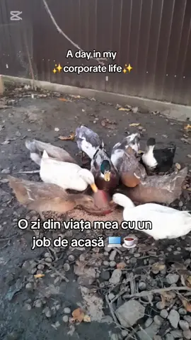 Asa arata o zi din viața mea😁 Soție, mamă, job full time de acasă  și creator de conținut 🤭🏡💻 Le mulțumesc celor de la @skinseen.ro pentru coletul primit. Abia aștept să le încerc. ❤️ #workfromhome #jobremote #socialmedia 