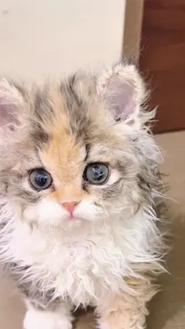 Is that scruffy little kitten just waking up?#funny #catsoftiktok #catlover #kitten #cat 