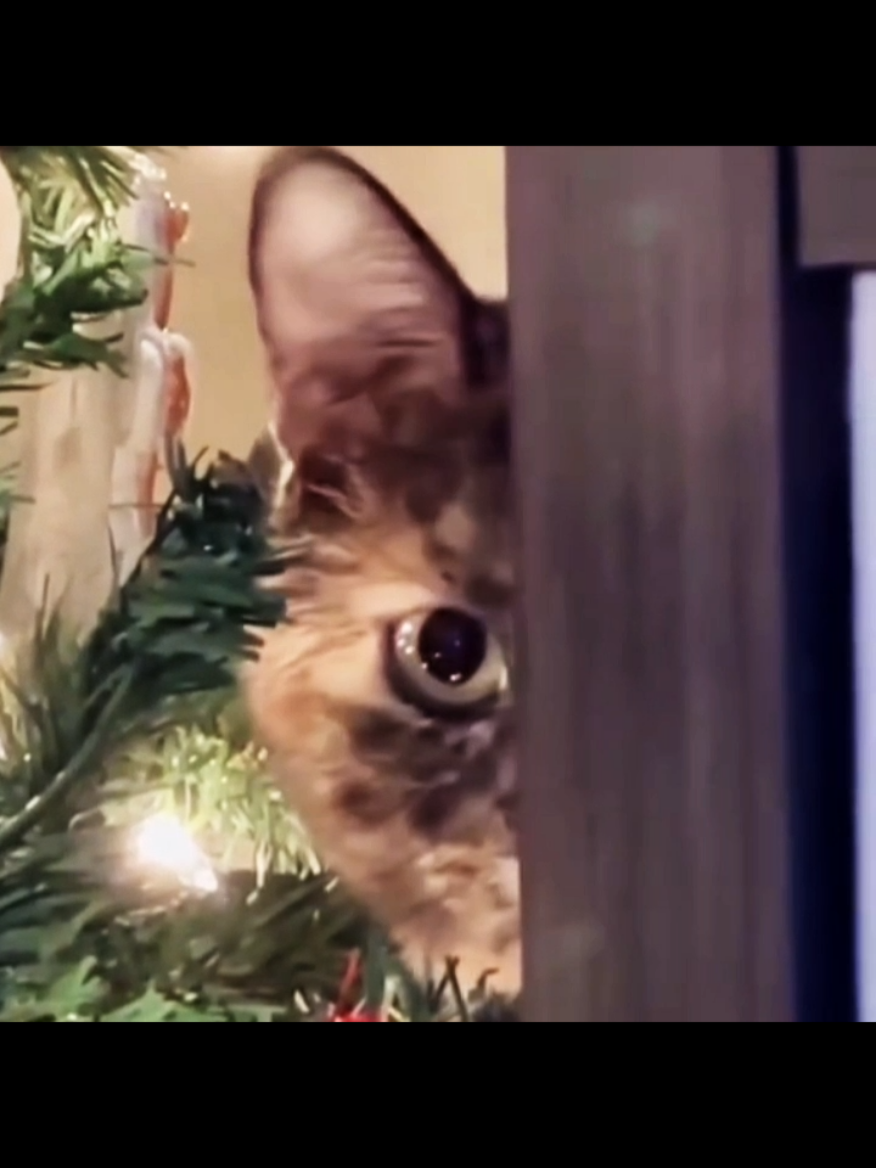 #cat #cats #catlover 