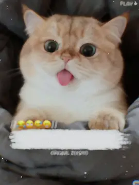 Agree Boys?😂😁😝#foryoupage❤️❤️  #funnyvideos #status  #poetry #original_zeesho 