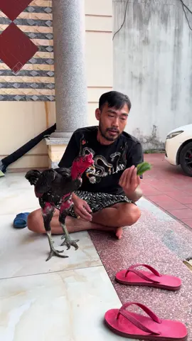 Các bác tham khảo ạ #hoaquason #xuhuong #?gachoivietnam🐓🐓🐓 #gachoivietnam #capnong 