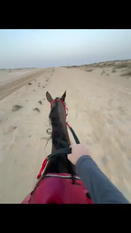 lost in the desert🌵#equestrian  #sardarAbdulGhanikhan #fyppppp 