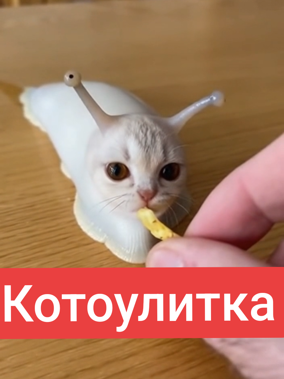 Котоулитка #cat #catsoftiktok #funny #котогусеница #sora2 