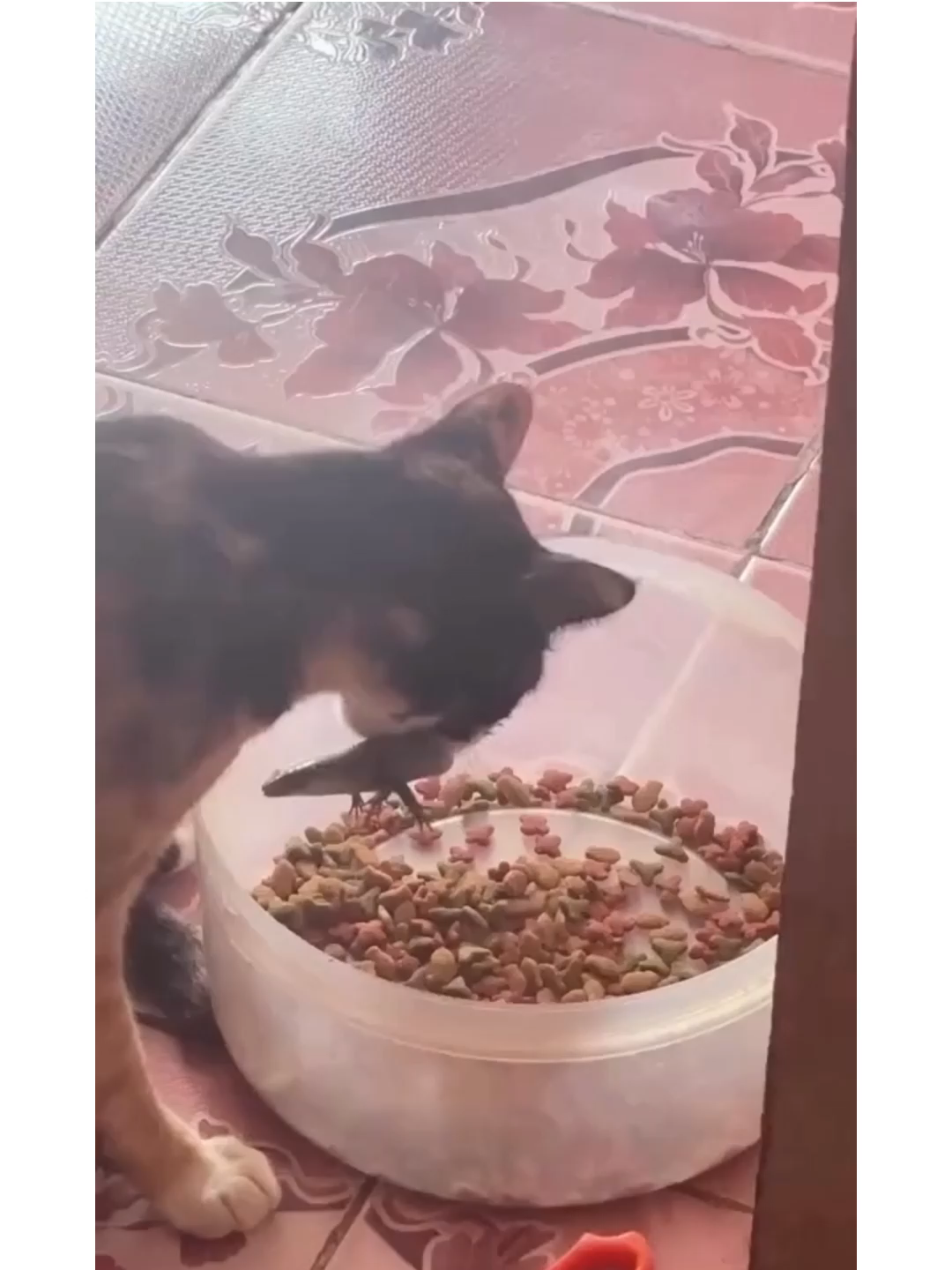 Tiba-tiba bet selebrasi🐱 #kucing #kucinglucu #kucingmakan #kucingtiktok #kucinggemoy #foryoupage❤️❤️ #fypシ゚viral #fyp