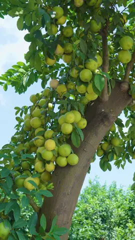 Nhìn quả thế này muốn ực nước miếng các bác nhỉ #hoahong #hoahongmelinh 