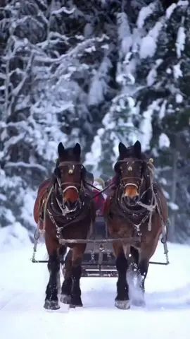 #iarna ❄️🌨️🎄❄️🌨️🎄 #zapada 🌨️❄️🌨️❄️🌨️ #iarna ❄️🌨️🎄❄️🌨️🎄