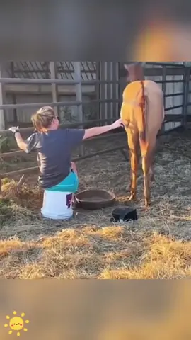 Horse kick#horse #animals #funny #farmlife #usa 