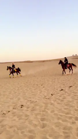 #خيل_اصيل #خيل_عربي #horselover #خيل_جمال #horseriding 