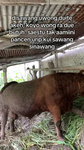 #fyppppppppppppppppppppppp #peternakmuda #peternaksapiindonesia 