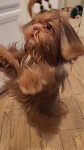 La Push baby, it's La Push #fyp #fypage #dogsoftiktok #shihtzusoftiktok 