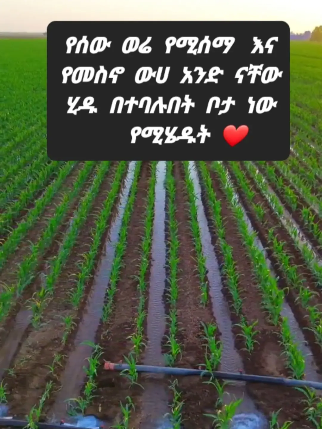 #ፍቅር➻ብቻ🖇ፍቅር➻ብቻ❤🥀🔐🦋👑 #ፍቅር➻ብቻ🖇ፍቅር➻ብቻ❤🥀🔐 #ethiopian_tik_tok🇪🇹🇪🇹🇪🇹🇪🇹 #ሰላም_ለሀገራችን_ሰላም_ለሕዝባችን🇪🇹🇪🇹🇪🇷🇪🇷 #የኔ_አለም🌏🥀🦋🥀 #ሀበሻ🇪🇹🇪🇹🇪🇹tiktok #ወሎ #ኢትዮጵያንቲክቶክ #ethiopian_tik_tok #foryoupage❤️❤️ #habeshatiktok #ኢትየዮጵያ_ለዘለዓለም_ትኑር🇪🇹 