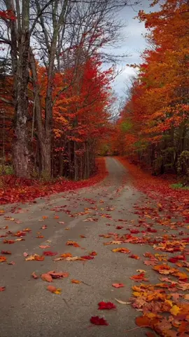 Autum wish…🍁 #morningfeels #thinkingofyou ♥️ #Illalwaysloveyousilly #autumn #foryoupage 