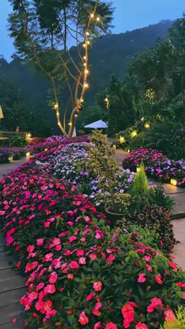 Một chút gió, một chút nắng, một chút xanh đủ để trái tim thôi hoang hoải. #dalat #reviewdalat #thenhthang #caphethenhthang #thenhthangcoffee 