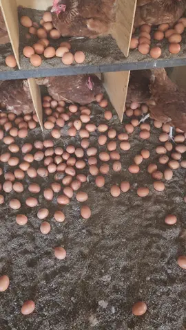 God have been good to us...we are always  grateful #kenyantiktok🇰🇪 #agribusiness #naroktiktokers👐 #esidairanchfarm #layers 