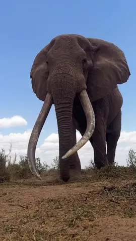 ✨ Curious Safaris – Where Luxury Meets the Wild ✨ From the golden savannahs of the Masai Mara to the turquoise waters of Zanzibar, we craft unforgettable journeys for travelers who crave comfort, adventure, and culture. 🦁🌴✨ 📍 Tailor-made itineraries 🛶 Exclusive experiences 🏕️ Handpicked luxury stays Let’s turn your African dream into reality. #uae #usa🇺🇸 #qatar #uae🇦🇪 #qatar🇶🇦 