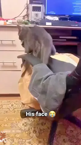 funnycats😂😂😂#funnycat #funnyvideos #cutecat #viral_video 