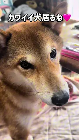 かわいいことを自覚してる日です#かわいい犬#喋る犬#柴犬のいる暮らし#柴犬日常