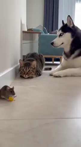 😾：Worst teammate ever! 🤦‍♀️#fyp #husky #huskylife #catsoftiktok #funnyvideo 