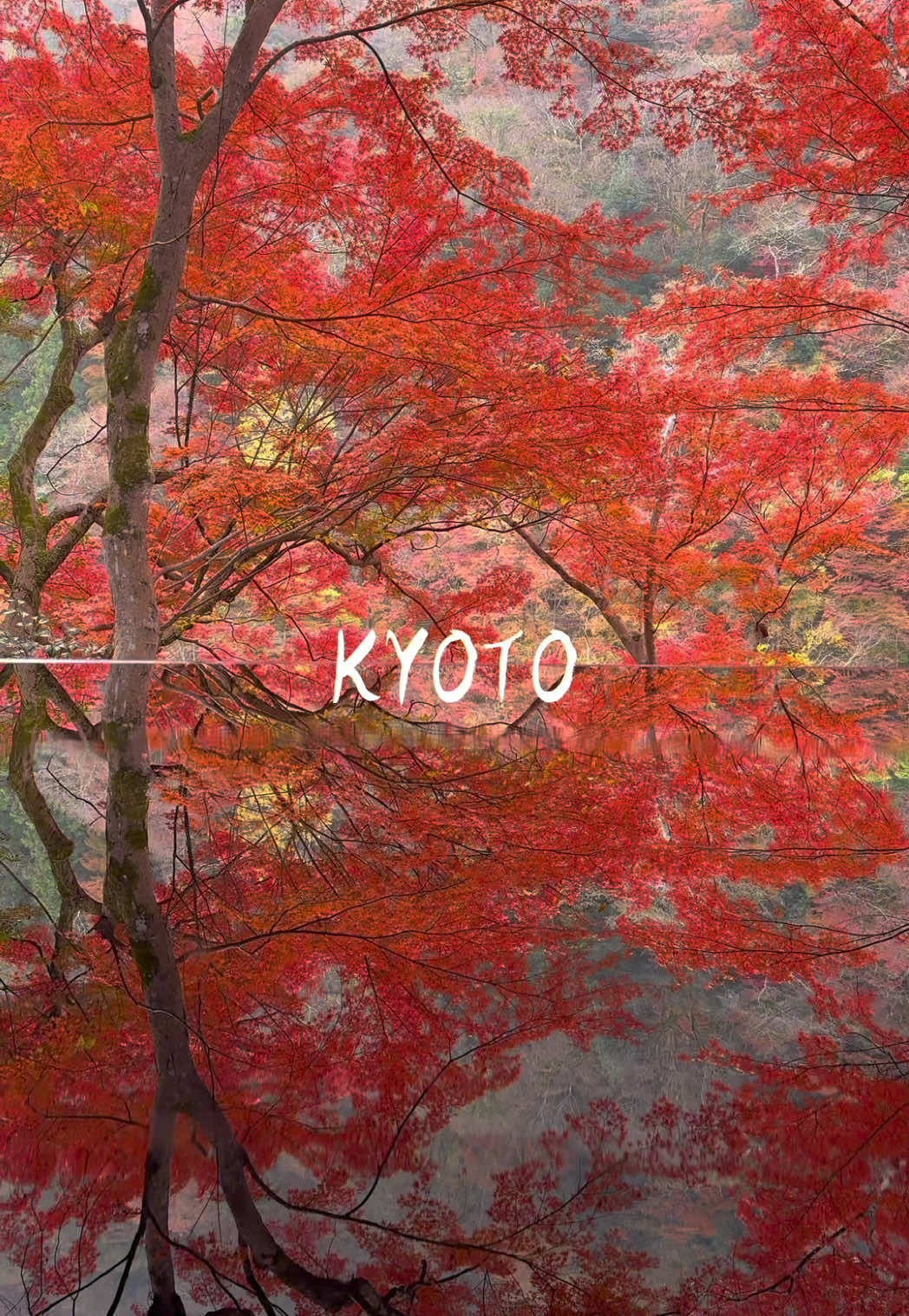 今年も京都の紅葉が楽しみ🥰🍁 Beautiful Autumn in Kyoto🍁⁡ 【Location】 📍祐斎亭(Yusai-tei) 📍清水寺(Kiyomizu Temple) 📍東福寺(Tofukuji Temple) 📍叡山電車(Eizan Railway) 📍西芳寺(Saihoji Temple) 📍南禅寺(Nanzenji Temple) 📍仁和寺(Ninna-ji Temple) 📍楊谷寺(Yokoku-ji Temple) 📍金閣寺(Kinkakuji Temple) 📍化野念仏寺(Adashino Nenbutsu Temple) 📍宝厳院(Hogon-in Temple) 📍嵯峨野トロッコ列車(Sagano Scenic Train) #京都 ⁡#kyoto #紅葉 
