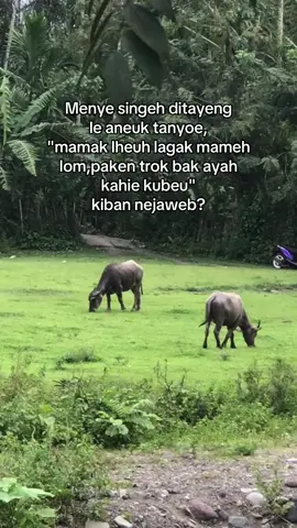 kiban kujaweb reuhh😅😅#katakataaceh✨✨ #fypシ゚ #acehviral #bergek #lewatberandafyp 